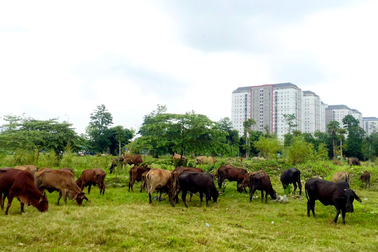 Người mua đất khu đô thị Thanh Hà Cienco 5 bị "treo" xây dựng