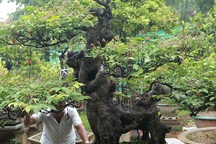 Cây khế bỗng có giá lên đến 10 cây vàng nhờ hình dáng giống con nghê