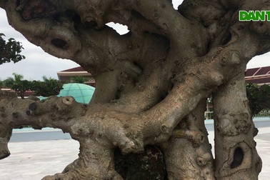 Chiêm ngưỡng “siêu cây thuyền rồng” đẹp từng centimet của đại gia Hải Dương