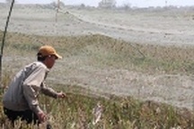 Kiếm tiền triệu mỗi ngày nhờ săn... châu chấu