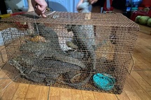 Vụ phạt hơn một tỷ đồng vì nuôi kỳ đà quý hiếm: Tang vật... chết gần hết!