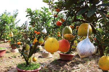 Lão nông thu lãi nửa tỷ đồng mỗi năm nhờ cây ghép 10 loại quả