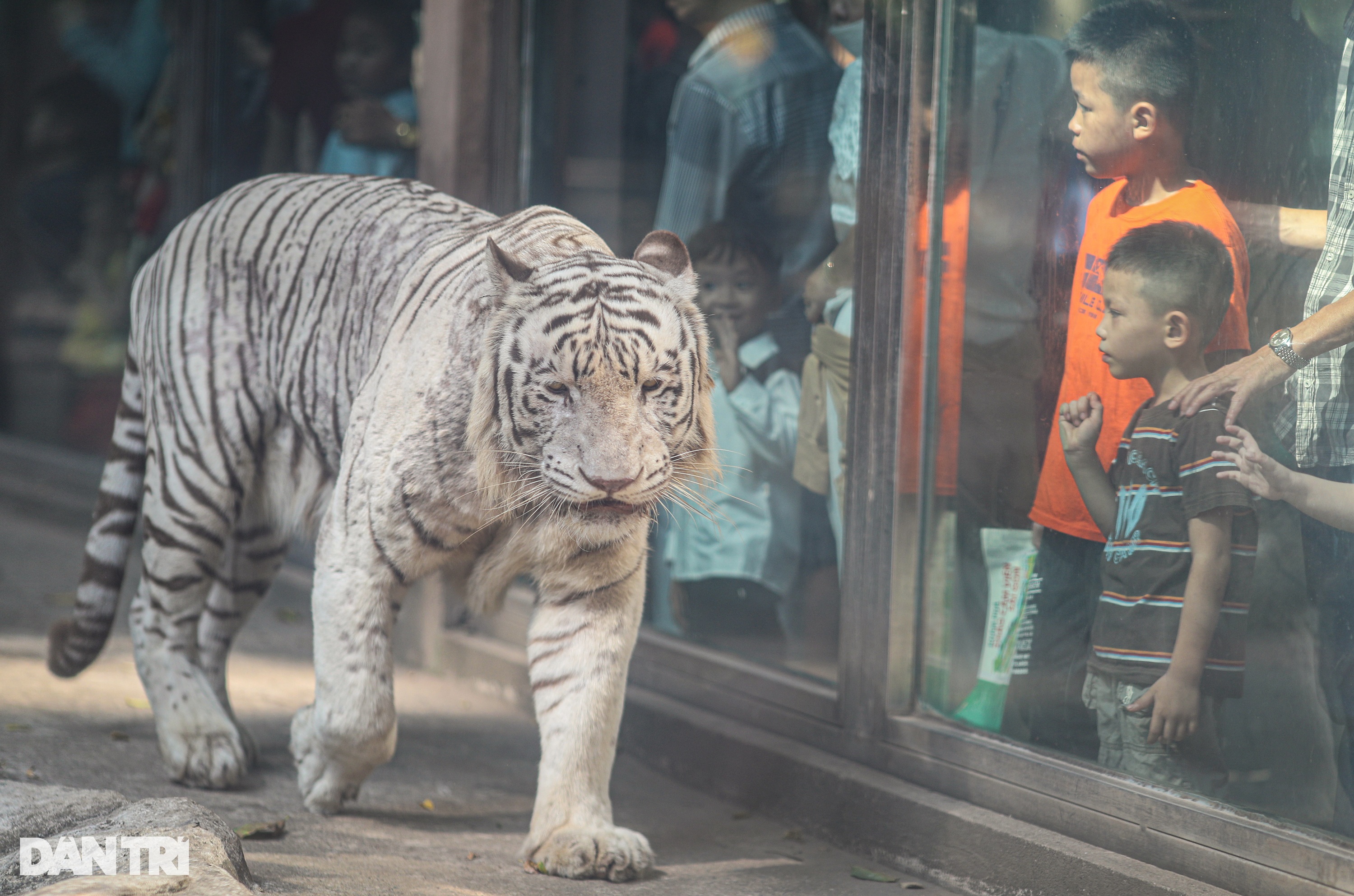 300kg white tiger tugs war with tourists in the Zoo on the 1st day of Tet - 13