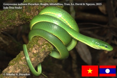 Nhà khoa học Việt và cộng sự tìm ra loài rắn mới vô hại nhưng giống rắn độc