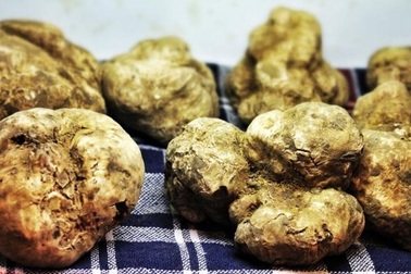 "Vua của các loại nấm" được ví như "kim cương đen trong thực phẩm"