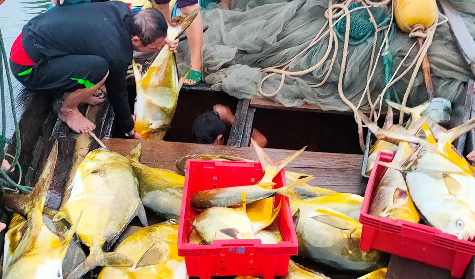 Ngư dân trúng mẻ cá vàng thu về hơn 600 triệu đồng - 3 Ngư dân trúng mẻ cá vàng thu về hơn 600 triệu đồng - 3
