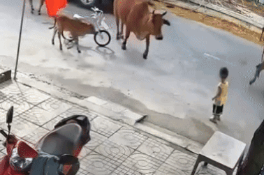 Cháu bé đang chơi trước nhà bị bò thả rông tấn công
