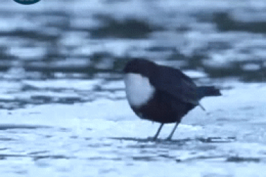 Loài chim sẻ chuyên kiếm ăn dưới nước với kĩ năng "ngụp lặn" siêu hạng