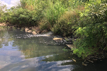 Vụ nhà máy tinh bột sắn “bức tử” sông Dinh: Xả thải vượt quy chuẩn cho phép