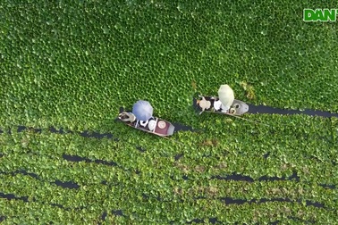 Trồng loại củ giống sừng trâu, nông dân sống khỏe