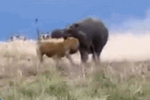 Thế giới động vật: Sư tử nhận bài học vì chọc tức hà mã