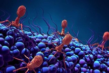 Giải mã cách vi khuẩn thích nghi với vật chủ và lây nhiễm