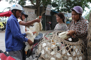 Tết Đoan Ngọ: 1 buổi sáng bán cả nghìn con vịt
