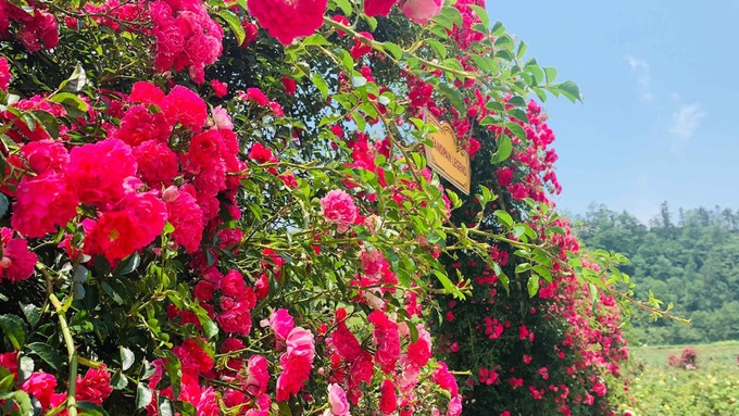 Những lý do phải đến Fansipan nhiều lần trong đời - Ảnh 5. Những lý do phải đến Fansipan nhiều lần trong đời - Ảnh 5.