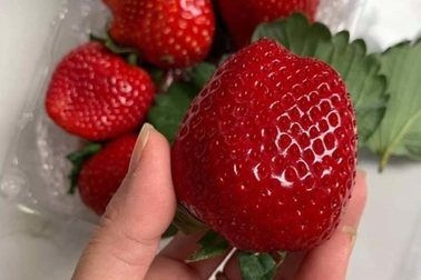 Dâu tây Mộc Châu sánh ngang đồ Nhật, về Hà Nội giá VIP 1 triệu đồng/kg