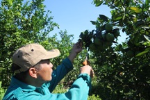 Lão nông vay 1 tỷ đồng khởi nghiệp, biến sỏi đá thành ..."trái ngọt"