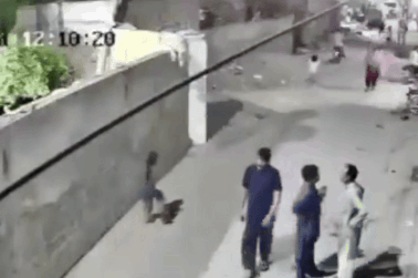 Sư tử nuôi trong nhà bất ngờ vượt rào, lao ra đường khiến 3 người nhập viện