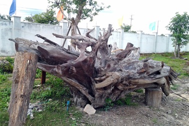 Gốc cây huyền sử ngàn năm giá tiền tỷ của đất Việt