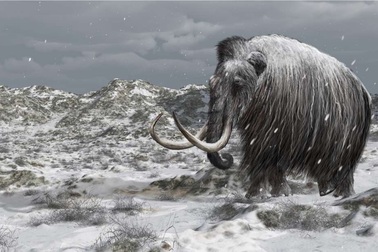 Voi ma mút lông xoăn có thể đã sống cùng con người đầu tiên ở New England