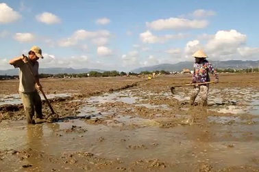 Bình Định: Nông dân “gồng mình” khắc phục sa bồi, gieo sạ kịp đón Tết