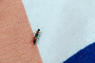 Hà Nội: Dân chung cư bất an vì kiến ba khoang tấn công