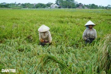Nông dân nhìn trời... khóc hậu bão Yagi