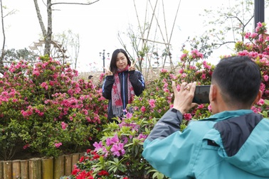 Fansipan Legend hút khách mùa lễ hội hoa đỗ quyên