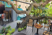 Dân mạng thích thú với quán cà phê cây mít, quả sai trĩu từ gốc đến ngọn