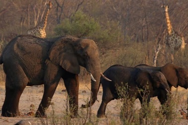 Zimbabwe giết hàng trăm con voi để lấy thịt