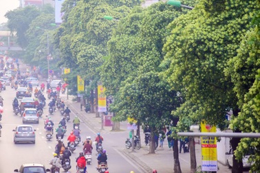 Người dân Thủ đô "than trời" vì mùi hoa sữa nồng nặc khắp phố