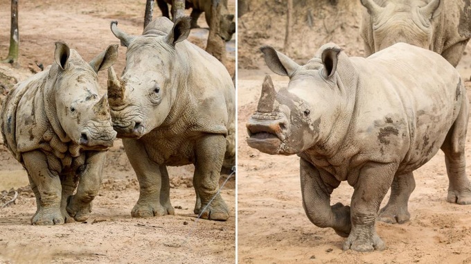 Những thú non bán hoang dã sinh ở Vinpearl Safari ngày ấy và bây giờ - Ảnh 2. Những thú non bán hoang dã sinh ở Vinpearl Safari ngày ấy và bây giờ - Ảnh 2.