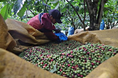Giá cà phê cao kỷ lục, nông dân phấn khởi vào vụ thu hoạch