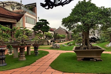 Khu vườn rộng 2000 m2 đẹp như tranh, sở hữu nhiều cây bạc tỷ ở Hà Nội