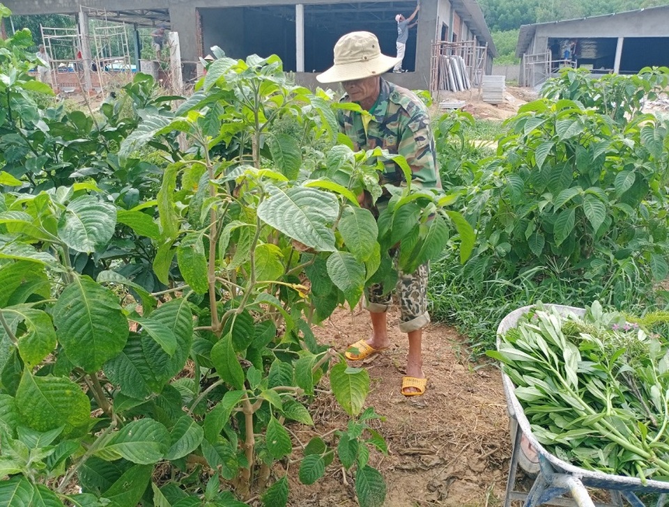 Một phụ nữ tiên phong nuôi heo bằng thảo mộc - 2 Một phụ nữ tiên phong nuôi heo bằng thảo mộc - 2