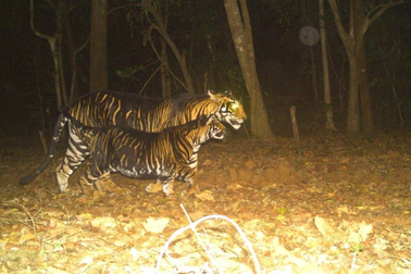 Hình ảnh hiếm thấy về những cá thể hổ sở hữu bộ lông đặc biệt