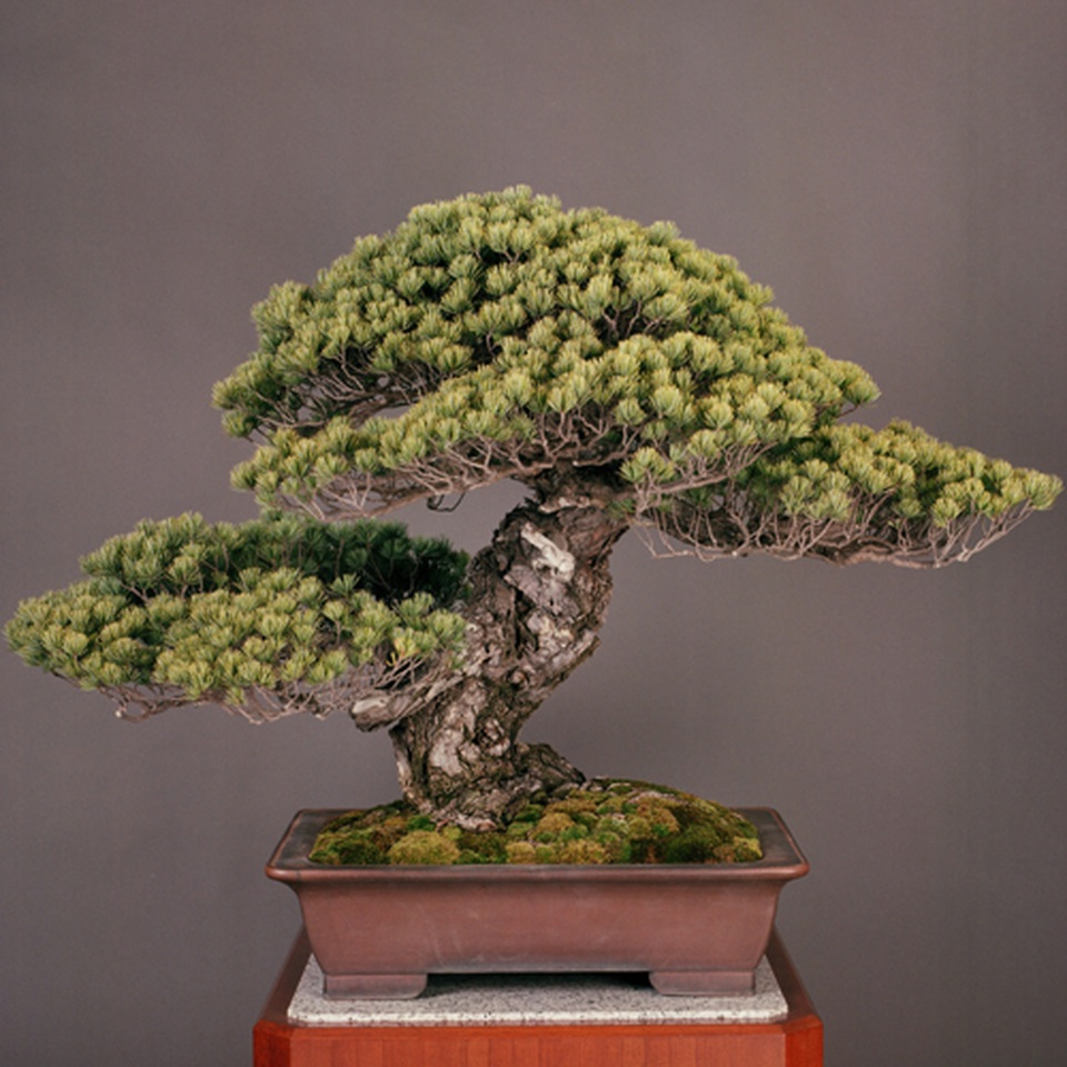 Nghệ thuật bonsai Nhật Bản: Sự kết hợp của thời gian và công sức - 2 Nghệ thuật bonsai Nhật Bản: Sự kết hợp của thời gian và công sức - 2