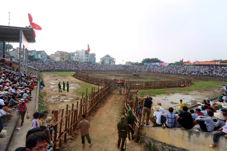 Đầu tư cả trăm triệu nuôi trâu chọi, ông chủ khóc ròng vì 2 năm hoãn lễ hội - 4 Đầu tư cả trăm triệu nuôi trâu chọi, ông chủ khóc ròng vì 2 năm hoãn lễ hội - 4