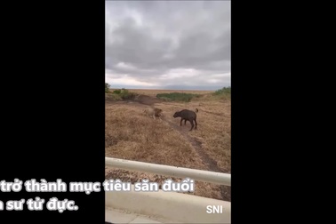 Trâu non lạc đàn bị sư tử đực hạ gục