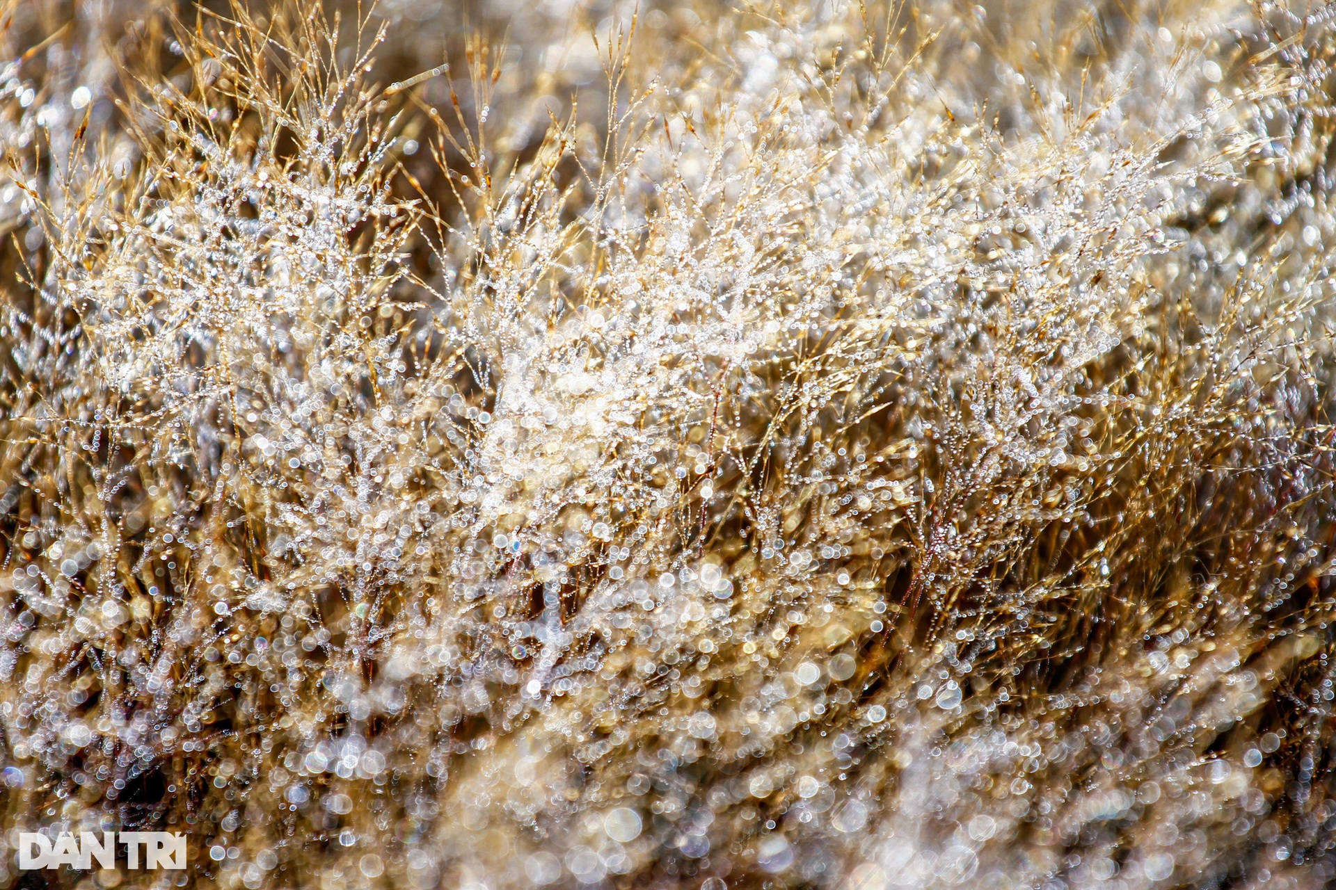 Admire the brilliant pink grass hills in Da Lat in the early morning of winter - 4