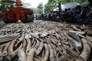 Philippines nghiền nát "núi" ngà voi lậu 10 triệu USD