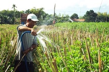 “Bỏ túi” hàng trăm triệu đồng nhờ trồng hoa cúc dịp Tết