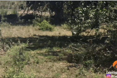 Choáng với cảnh trâu rừng “hạ gục” sư tử trong chớp mắt