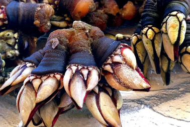 Khúc gỗ phủ kín "những ngón tay quỷ", trôi dạt vào bờ biển