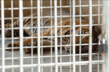 Vụ cứu 17 con hổ: Phí chăm sóc 20 triệu đồng/ngày, chưa có đơn vị nhận nuôi