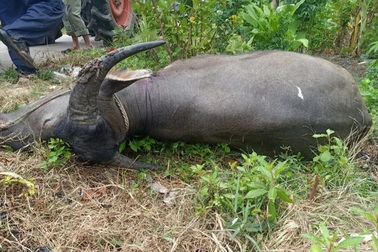 Bắn 10 phát AK hạ gục trâu điên từng làm 3 người bị thương