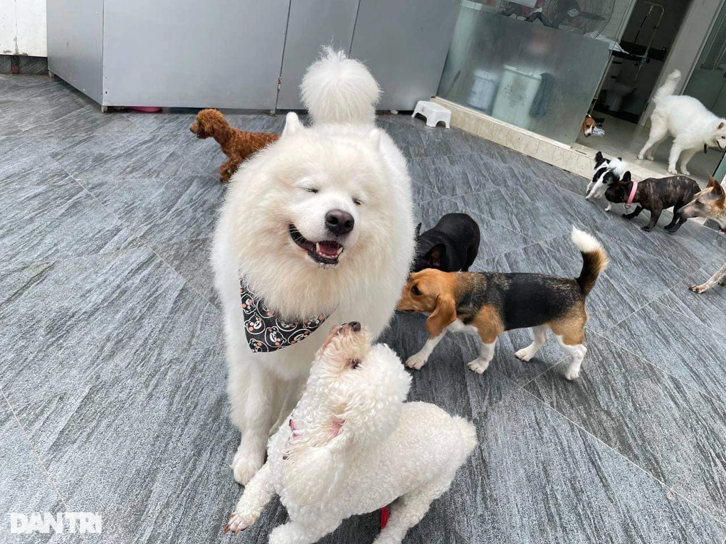 Lạ lùng dịch vụ gửi thú cưng đi... nhà trẻ sang chảnh ở Hà Nội - 1 Lạ lùng dịch vụ gửi thú cưng đi... nhà trẻ sang chảnh ở Hà Nội - 1