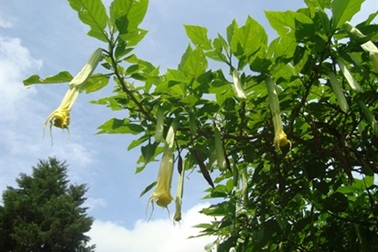 “Hơi thở của quỷ” đã có ở Đà Lạt? 