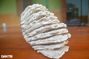 Xác minh vật thể giống răng hóa thạch của loài vật thời cổ đại