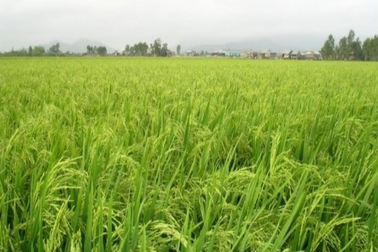 Muốn mua được đất trồng lúa cần điều kiện gì?