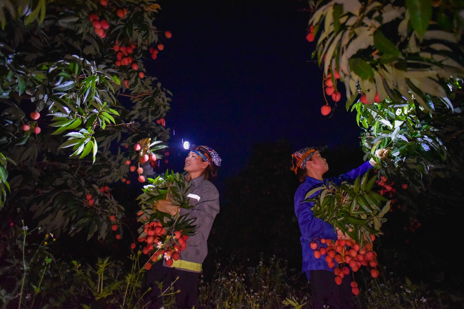 Người dân “thủ phủ vải thiều” Lục Ngạn chong đèn thu hoạch vải